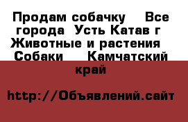 Продам собачку  - Все города, Усть-Катав г. Животные и растения » Собаки   . Камчатский край